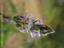 Attēlu rezultāti vaicājumam “Polygalaceae”