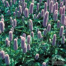 Attēlu rezultāti vaicājumam “Bistorta major flower”