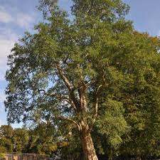 Image result for Greville Smyth Bowls Club