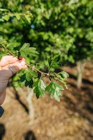 Attēlu rezultāti vaicājumam “Crataegus laevigata leaf”