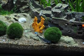 Attēlu rezultāti vaicājumam “Lignydium muscorum macro”