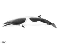 Image result for Balaenoptera acutorostrata