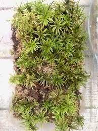 Attēlu rezultāti vaicājumam “Climacium dendroides”