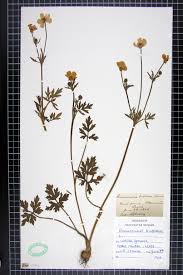 Attēlu rezultāti vaicājumam “Ranunculus bulbosus”