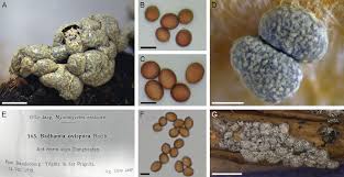 Attēlu rezultāti vaicājumam “Badhamia nitens sessile”
