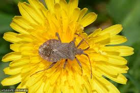 Attēlu rezultāti vaicājumam “Rhabdomiris striatellus imago”