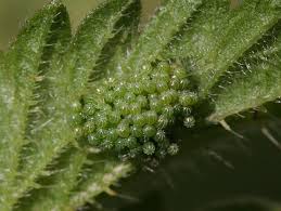 Attēlu rezultāti vaicājumam “Aglais urticae underside”