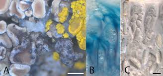 Attēlu rezultāti vaicājumam “Vouauxiomyces santessonii”