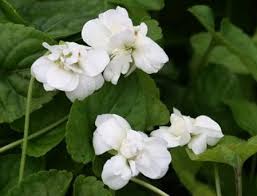 Image result for Viola odorata