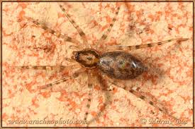 Attēlu rezultāti vaicājumam “Phylloneta cocoon”