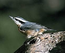 Image result for Sitta canadensis