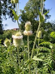 Image result for Dipsacus laciniatus