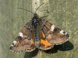 Attēlu rezultāti vaicājumam “Archiearis parthenias”