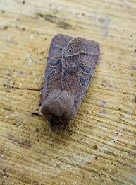 Attēlu rezultāti vaicājumam “Orthosia cerasi”