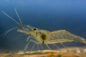 Attēlu rezultāti vaicājumam “Crangon crangon”