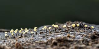 Attēlu rezultāti vaicājumam “Physarum leucophaeum stalked”