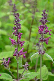 Attēlu rezultāti vaicājumam “Stachys sylvatica flower”