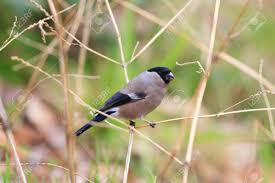 Attēlu rezultāti vaicājumam “Pyrrhula pyrrhula female”
