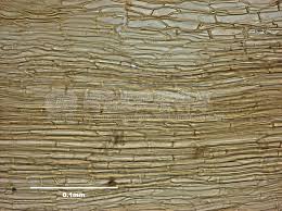 Attēlu rezultāti vaicājumam “Paraleucobryum longifolium”