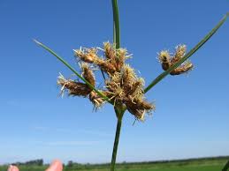 Attēlu rezultāti vaicājumam “Bolboschoenus maritimus flower”