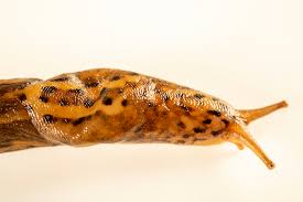 Attēlu rezultāti vaicājumam “Limax maximus”