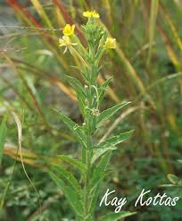 Image result for Oenothera biennis