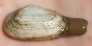 Attēlu rezultāti vaicājumam “Mya arenaria”