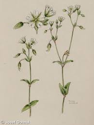 Attēlu rezultāti vaicājumam “Cerastium holosteoides fruit”