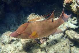 Image result for Lachnolaimus maximus