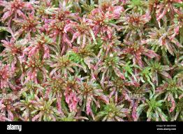 Attēlu rezultāti vaicājumam “Sphagnum riparium”