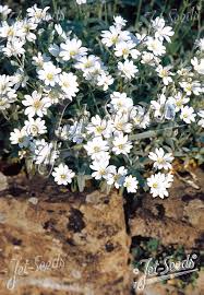 Image result for cerastium tomentosum
