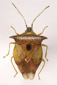 Attēlu rezultāti vaicājumam “Adomerus biguttatus”