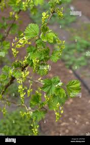 Attēlu rezultāti vaicājumam “Ribes rubrum flower”