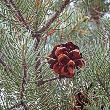 Attēlu rezultāti vaicājumam “Pinus mugo fruit”
