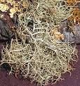 Natural Perspective: Lichens (Phylum: Mycophycophyta)