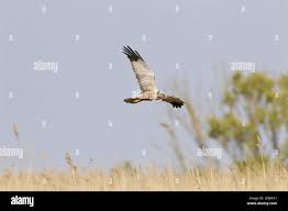 Attēlu rezultāti vaicājumam “Circus aeruginosus adult”