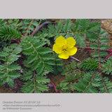Attēlu rezultāti vaicājumam “Potentilla arenaria”