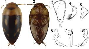 Attēlu rezultāti vaicājumam “Lycogala botrydium young”