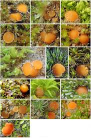 Attēlu rezultāti vaicājumam “Octospora humosa”