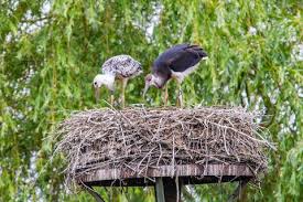 Attēlu rezultāti vaicājumam “Ciconia nigra nest”