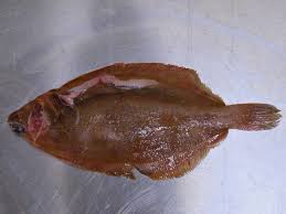 Image result for Microstomus kitt