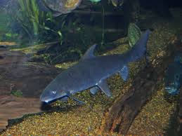 Image result for Cycleptus elongatus