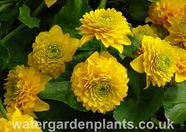 Attēlu rezultāti vaicājumam “Caltha palustris flower”