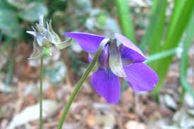 Attēlu rezultāti vaicājumam “Viola odorata bud”
