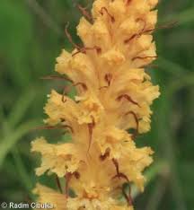 Attēlu rezultāti vaicājumam “Orobanche elatior flower”