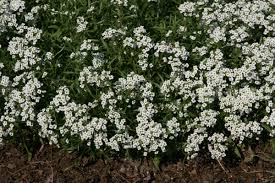 Attēlu rezultāti vaicājumam “Anthyllis maritima flower”