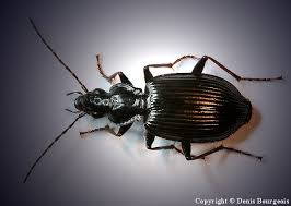 Attēlu rezultāti vaicājumam “Limodromus assimilis”