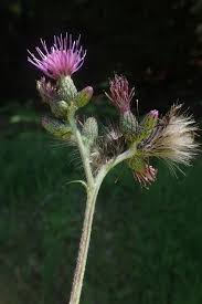 Attēlu rezultāti vaicājumam “Cirsium palustre flower”