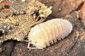 Attēlu rezultāti vaicājumam “Colloderma robustum macro”