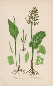 Attēlu rezultāti vaicājumam “Ophioglossum vulgatum”